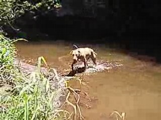 Cole jumping champ swiming