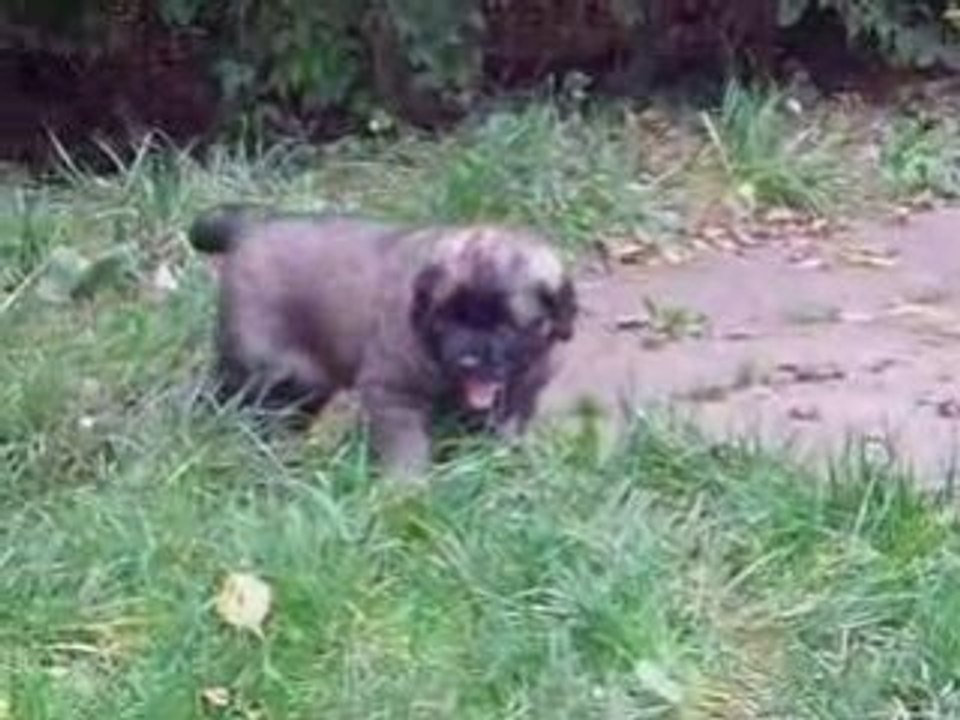 Chiots de la portée Stone du Bouc d'Or à 5 semaines