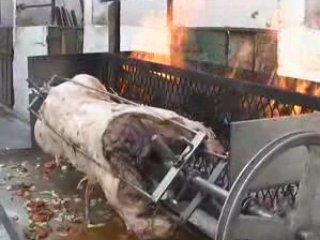 Fête du cheval au shurc Le Cateau