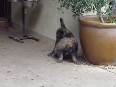 Chiots Stone 5 semaines 051