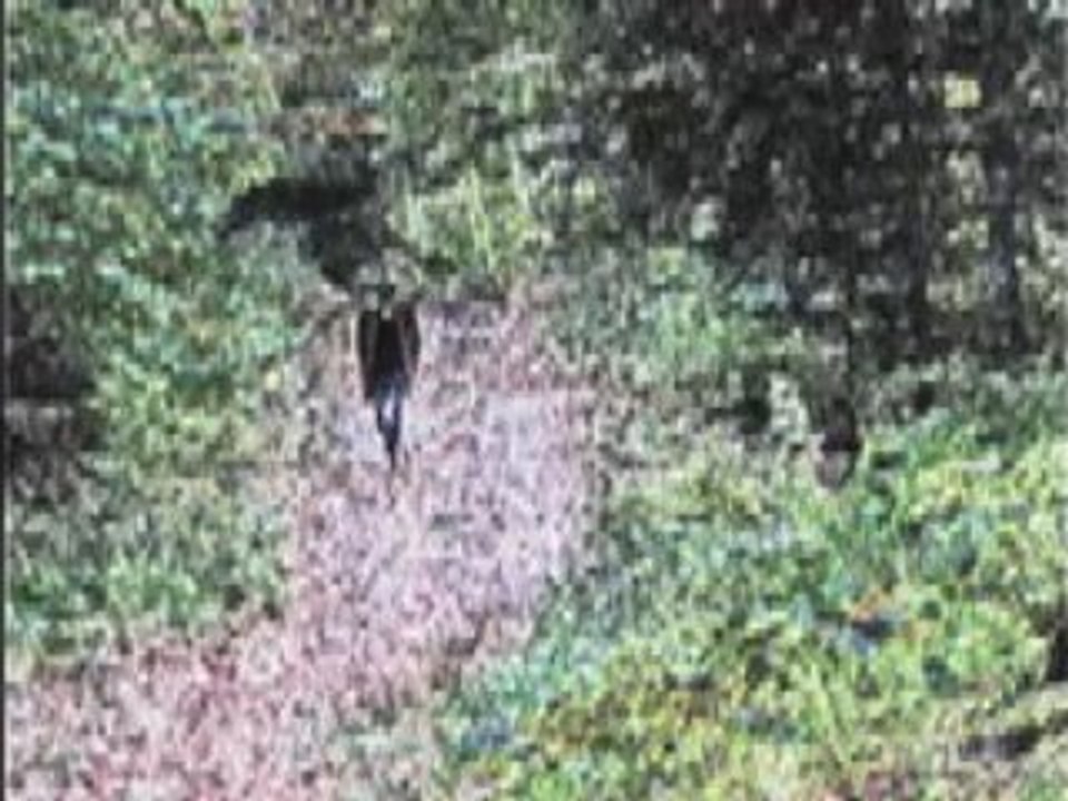 Woods  Take What You Like