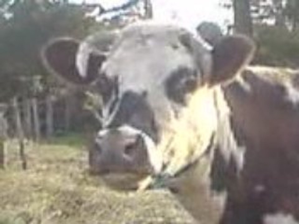 La vache