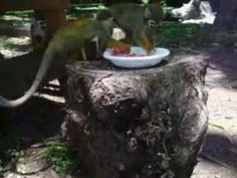 Saimiri - petits singes