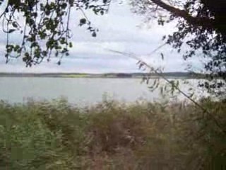 Le vent dans les roseaux au bord d'un étang