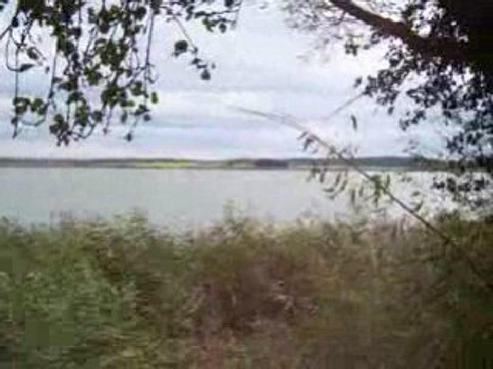 Le vent dans les roseaux au bord d'un étang
