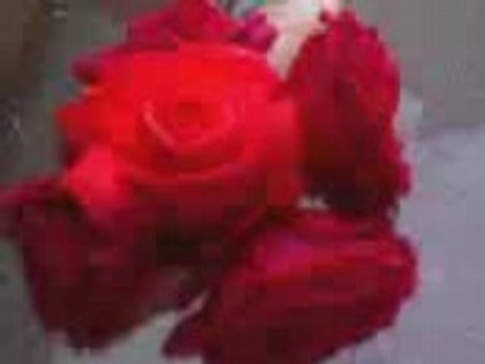 1 last rose