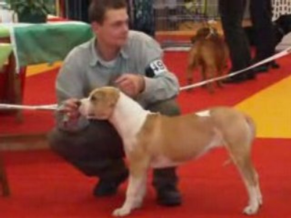nationale d elevage orleans 2008 super puppy femelle