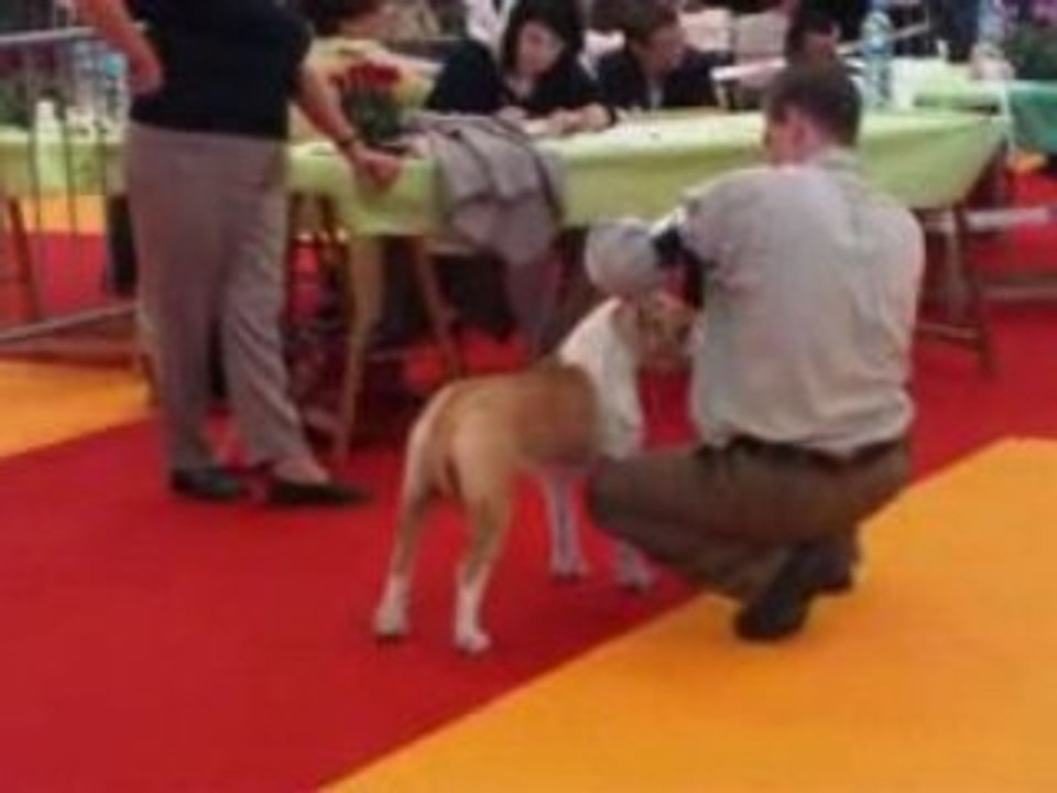 nationale d elevage orleans 2008 super puppy femelle