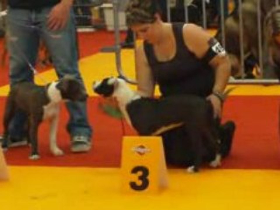nationale d elevage orleans 2008 super puppy femelle