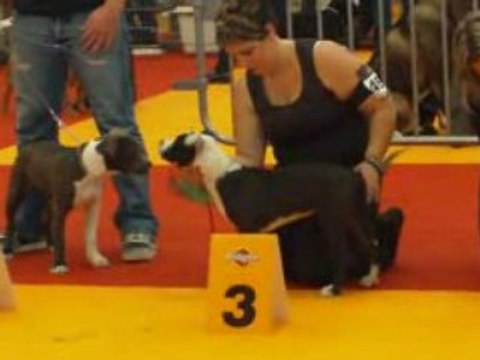 nationale d elevage orleans 2008 super puppy femelle