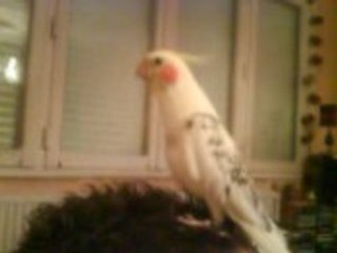 Mel chante, Caly ecoute