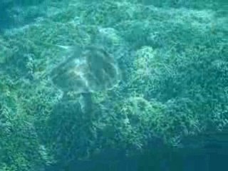 Sea turtle on Akajima, Okinawa