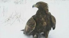 Aigle royal N1