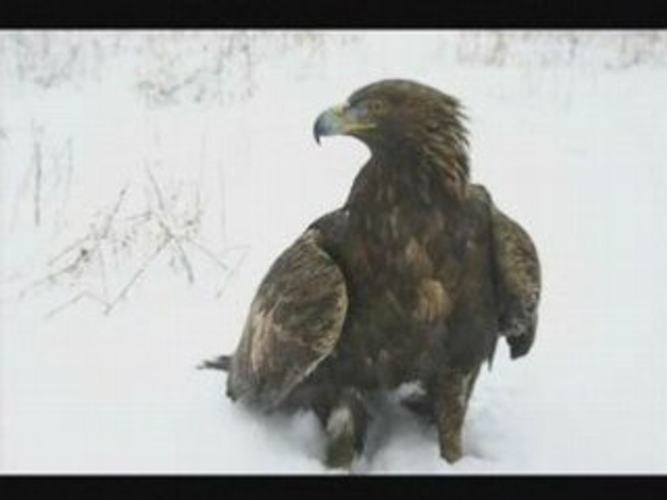 Aigle royal N1
