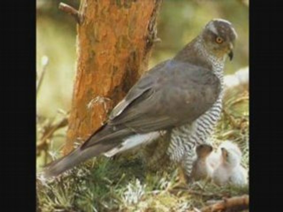 Autour des palombes N1