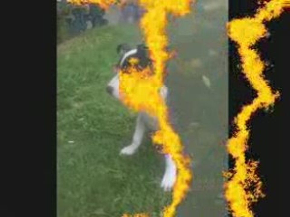 AMSTAFF magnifique (de 2 a 7 mois)