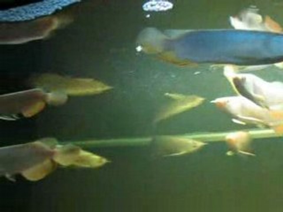 Pics 020