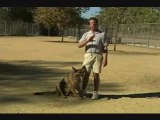 Boxer Dog Training  The Required Skills Attitude and Knowled
