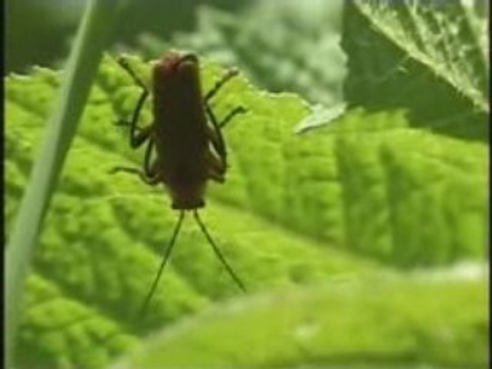 Festival "Nature en scene 2008", projection de films