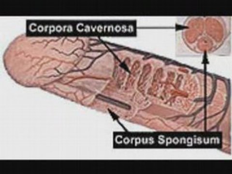 Free Penis Enlargement Pills