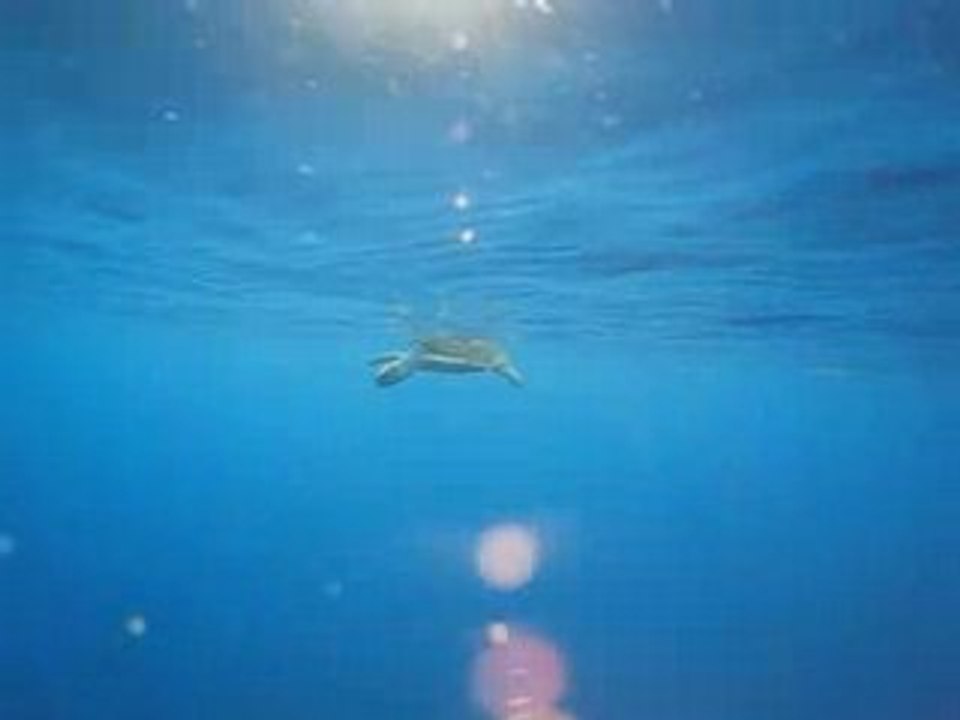 Tortue reprenant sa respiration