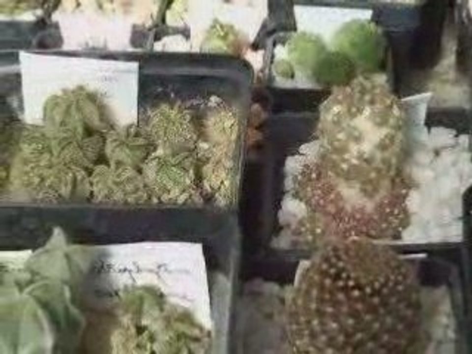 NinCactus 2008