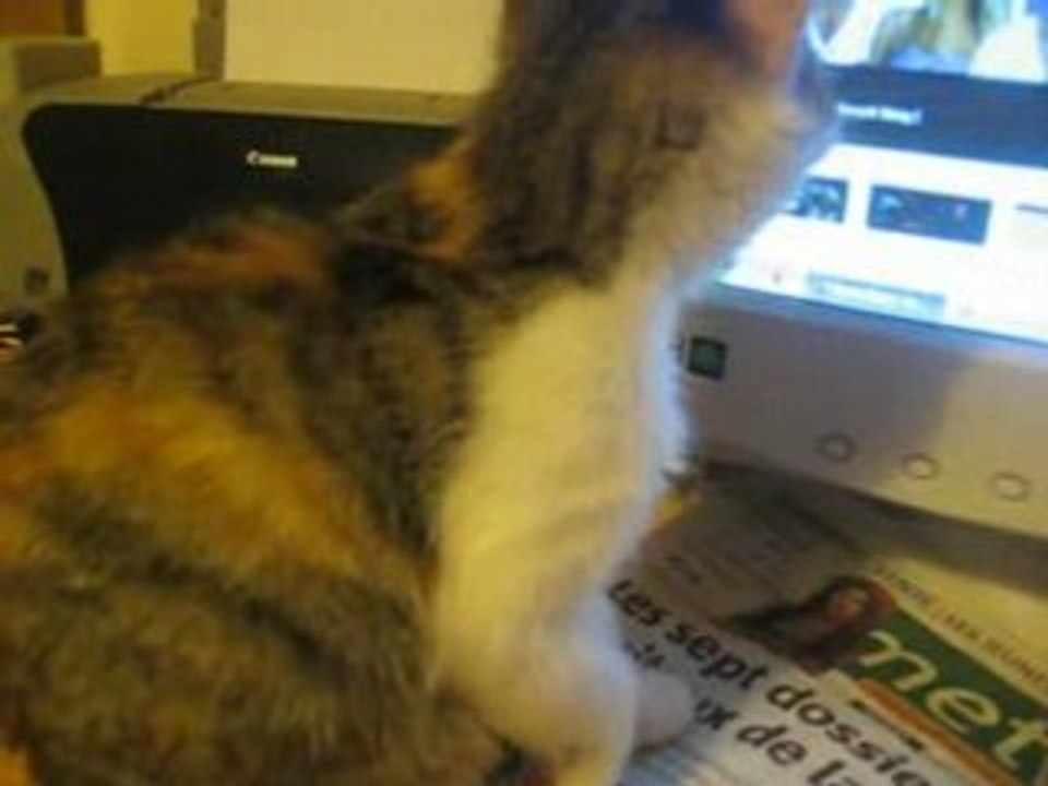 mon chat Dolfy