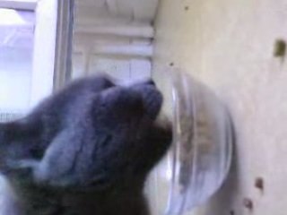 Miou la minette qui croc ses t'ite croquettes lol