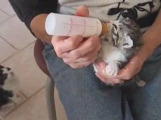 le chaton et le biberon