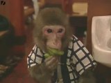 Monkeys Work In Restaurant