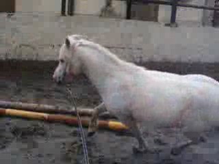 mon ptit loulou
