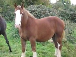 Socrate 28 mois