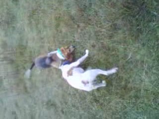 sortie de chien beagle