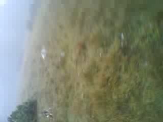 sortie de chien beagle