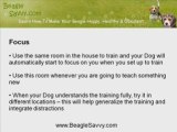 Beagle Training: Where To Train Your Beagle