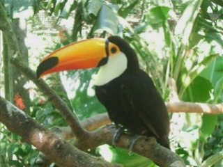 EL TUCAN-CUCHILLO FORJADO-KNIFE FORGE-WALTER BERRIOS-CUTERVO