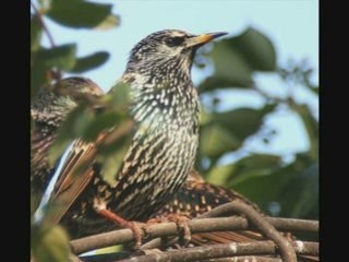 Etourneau sansonnet N