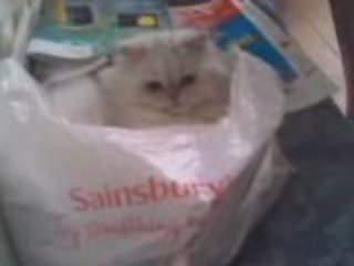 Maat nella busta della spesa