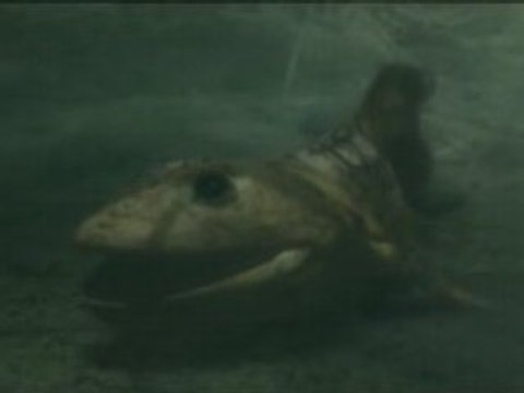 PLANETE TERRE 3_6 - A l'assaut des terres 3_3
