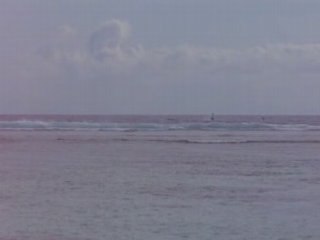 Baleines à l'horizon à la Réunion