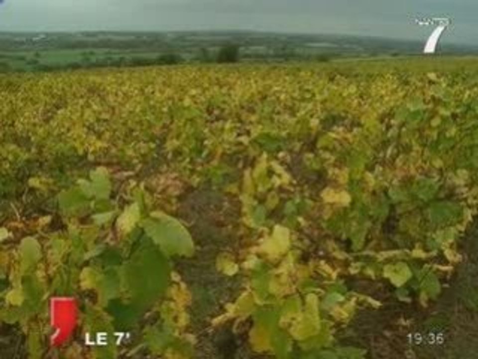 Vignoble du Muscadet: l'intérêt des US