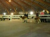 Aldo et Alaska sur le ring pour le meilleur de race