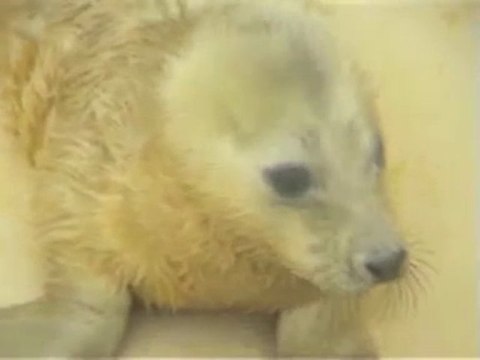 Naissance d'un bébé phoque au Musée de la Mer de Biarritz