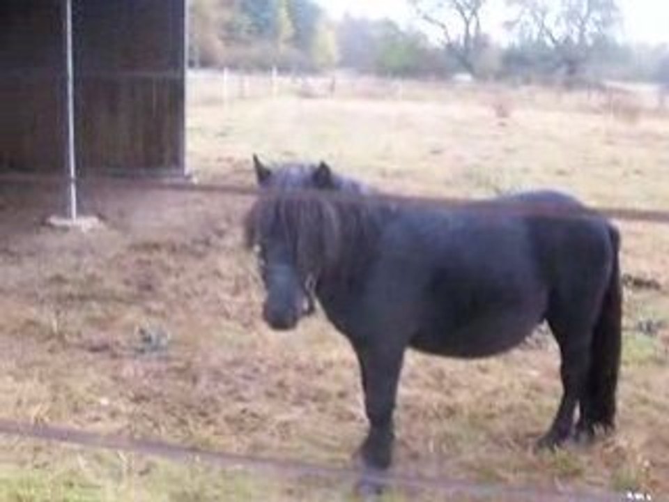 Garde du corp cheval