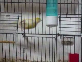 Lipo Mosaïque Jaune Selection