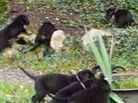 Les bébés a 40 jours Gardiens de Romana