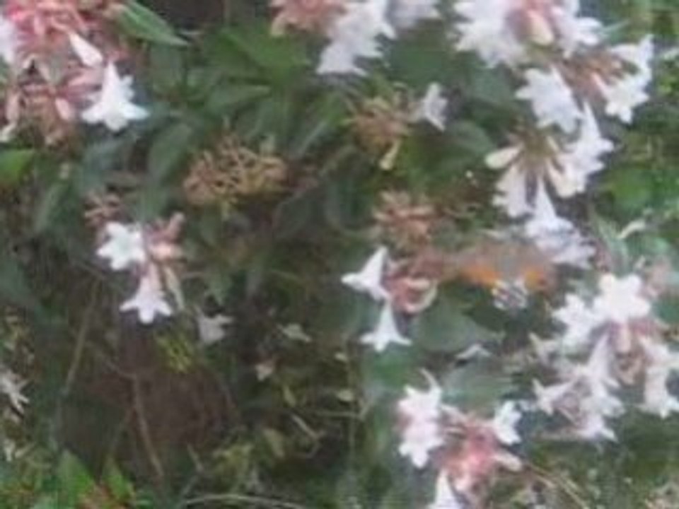 Le sphinx papillon nocturne