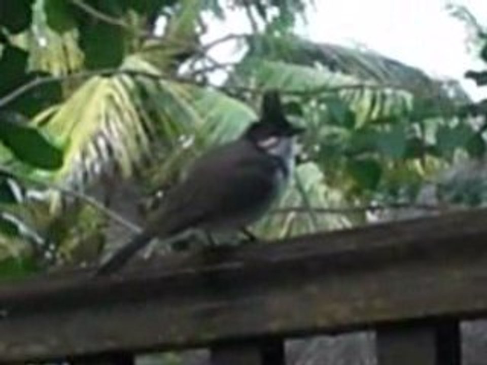 Bulbul orphée