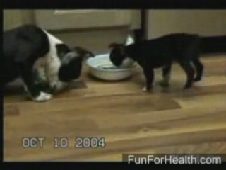 Doggie doesn't know how to eat