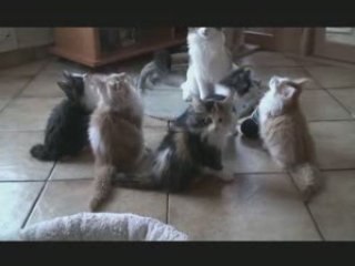 Chatons de Belle et Calypso, octobre 2008